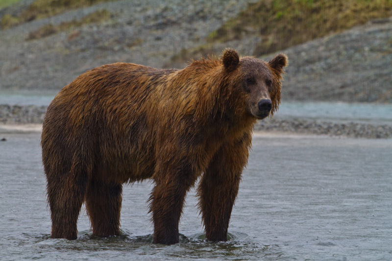 Grizzly Bear In Rain